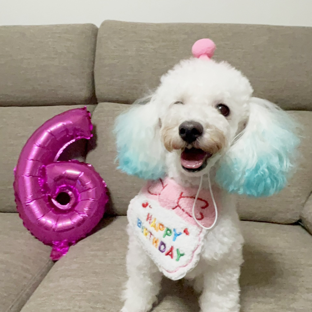 卒業犬ニベアちゃんの近況♪
